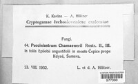 Pucciniastrum epilobii image